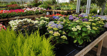 Plants