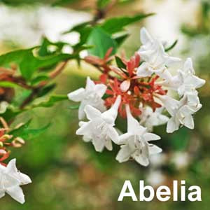 Abelia