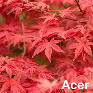 Acer
