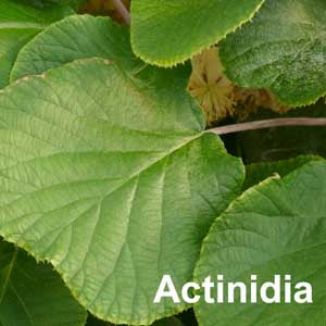 Actinidia