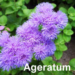 Ageratum