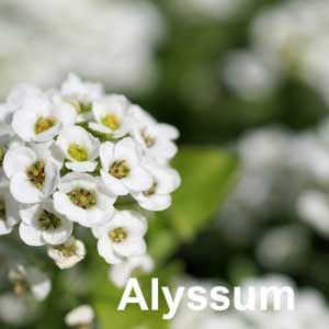 Alyssum