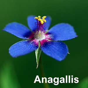 Anagallis