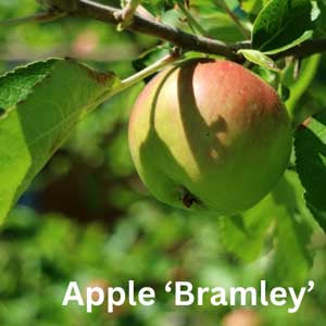 Apple Bramley Seedling