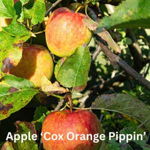 Apple - Coxs Orange Pippin