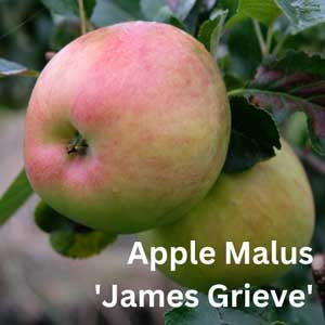 Apple Malus - James Grieve