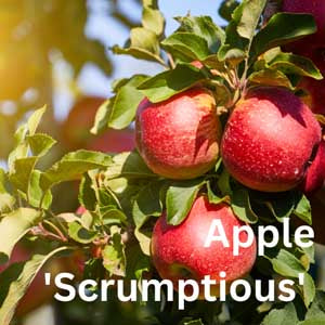 Apple - Scrumptious