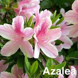 Azalea