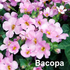 Bacopa