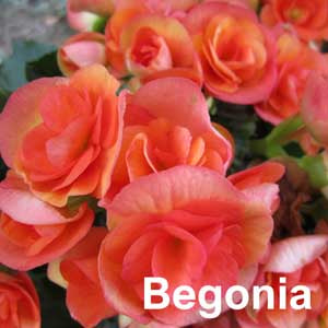 Begonia