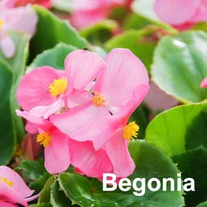 Begonia