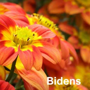 Bidens