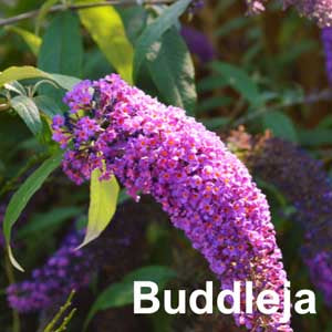 Buddleja