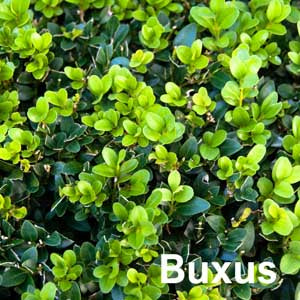 Buxus
