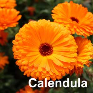 Calendula