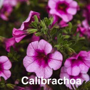 Calibrachoa