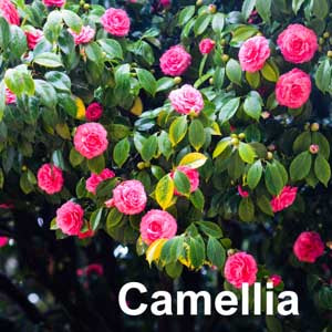 Camellia