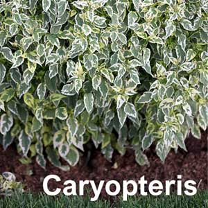Caryopteris