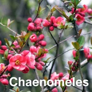 Chaenomeles