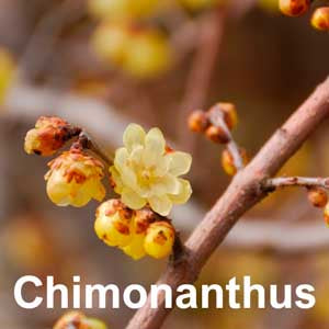 Chimonanthus