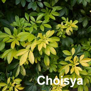 Choisya