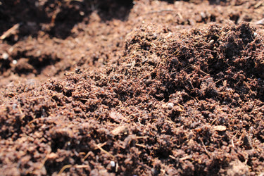 Peat-Free Coir Compost