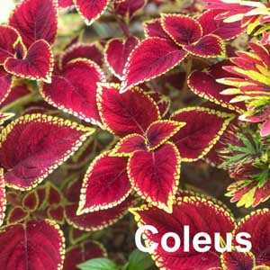 Coleus