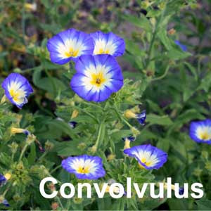 Convolvulus