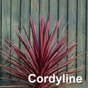 Cordyline