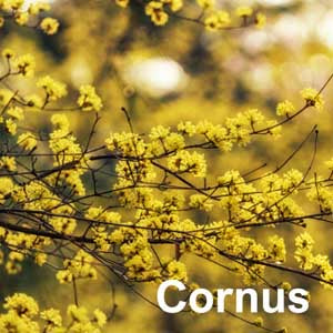 Cornus