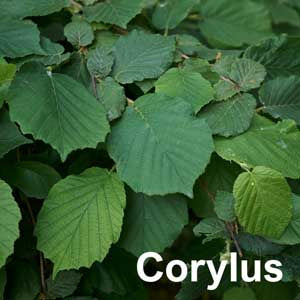 Corylus