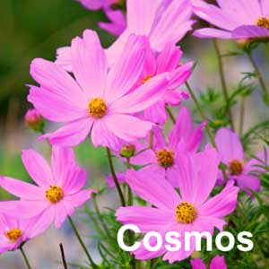 Cosmos