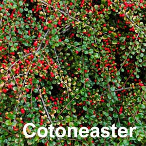 Cotoneaster