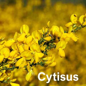 Cytisus