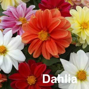Dahlia