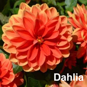 Dahlia