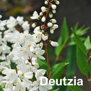 Deutzia