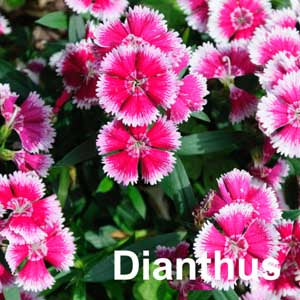 Dianthus