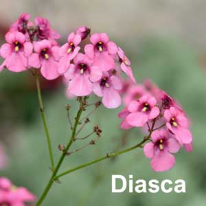 Diasca