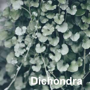 Dichondra