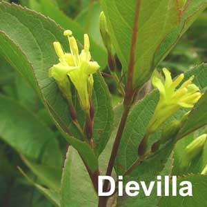 Dievilla