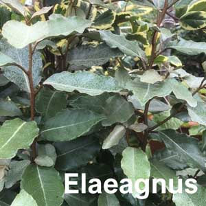 Eleagnus