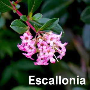 Escallonia