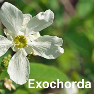 Exochorda