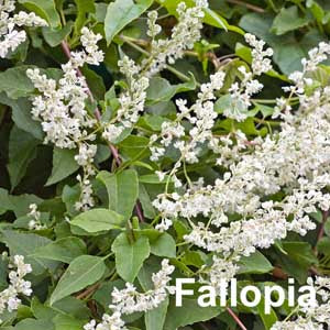 Fallopia