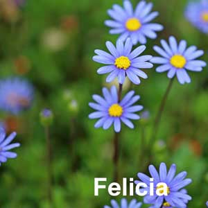 Felicia