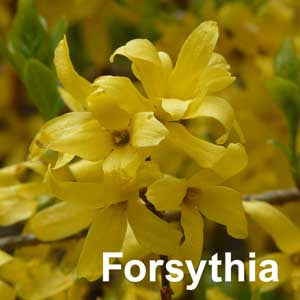 Forsythia