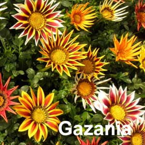 Gazania