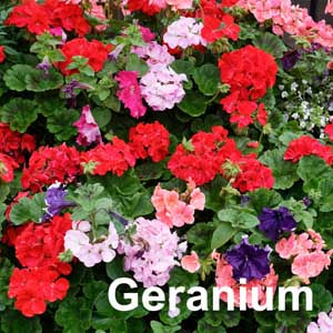 Geranium