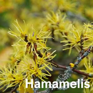 Hamamelis